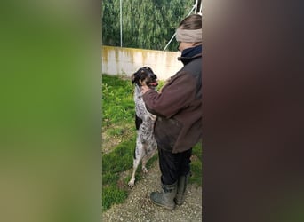Kurt: toller Begleiter und Familienhund