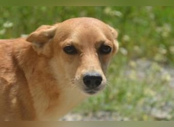 Mel, eine von zwölf zurückgebliebenen Hunden sucht ein neues Zuhause