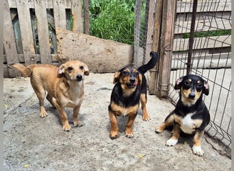 Kleine Riva sucht eine Familie