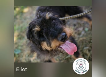 Eliot: Sucht ein Zuhause