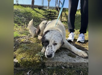 Oreo ein liebesbedürftiger Kerl