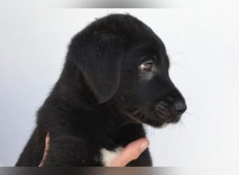 Der kleine Conguito braucht ein liebevolles Zuhause