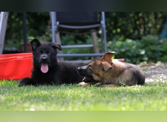 Schäferhund, Welpen, gerader Rücken, SV Papiere