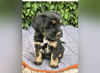 " wir dürfen ausziehen " bezaubernde Tibet Terrier Welpen aus liebervoller Zucht..