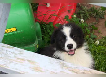Leyla und Blue - zwei zuckersüße Aussie Zwerge