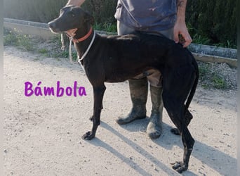 Bámbola 02/2023 (in Deutschland) - liebevolle, entspannte und freundliche Galga!