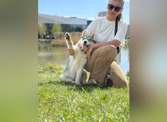 Not just a siberian husky boy - a soulmate on four paws