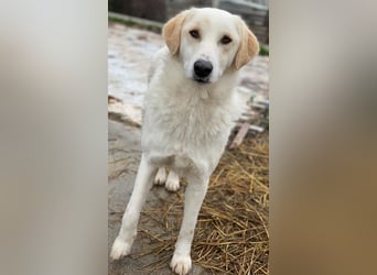Nami, geb. ca. 12/2019, lebt in GRIECHENLAND, im städt. Tierheim Serres