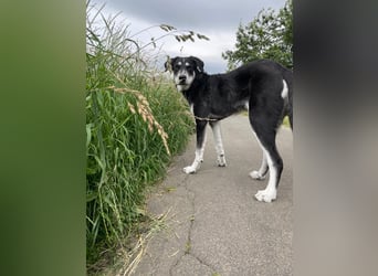 Raio sucht seinen Hof