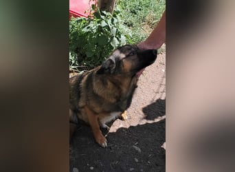 Zoey-die Anschmiegsame sucht Zuhause!