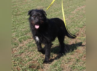 Wasti - Zurückhaltender ruhiger Rüde, ca. 2015 geboren,, Schnauzer-Mischling