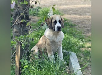 Mittelasiatischer Schäferhund mit stammbaum