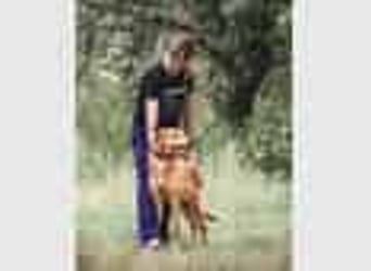 Total verschmuster Traumhund Yeti❤️mit Handicap sucht Menschen mit Herz