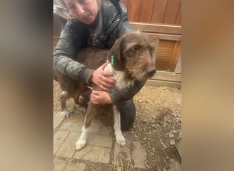 ♥GRETA♥ ganz liebe, tolle Junghündin, die im Tierheim große Angst hat 53 cm