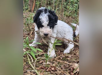 Spanische Wasserhund Welpen reinrassig