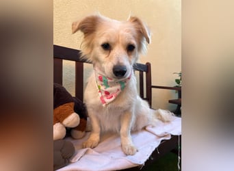 Ashley SR – Liebe Spitz-Hündin sucht ihr Für-Immer-Zuhause