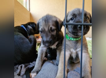 Irish Wolfhound Welpen
