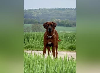 Rhodesian Ridgeback Dark Wheaten