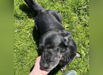 Senka - über 6 Jahre in Tierheim
