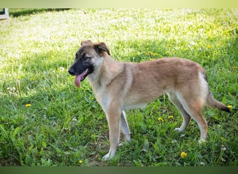 MONA - das freundliche und fröhliche Hundemädchen sucht Heimathafen
