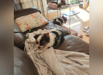 Biewer Yorkshire Terrier, Welpe,Rüde, reinrassig sehr selten