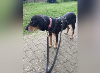 Belinda auf Pflegestelle in 41363 Jüchen