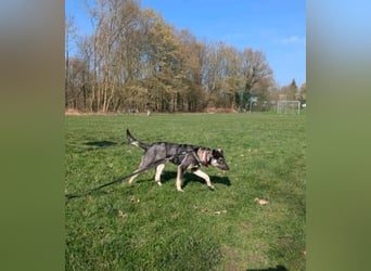Kleine Paula(8 Mon/39 cm/9,6 kg) sucht Hundefreunde mut Herz