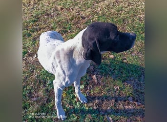 Kunta Kinte - ein ganz besonderer, freundlicher und gehorsamer Hund sucht ein liebevolles Zuhause 