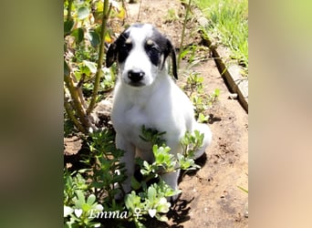 Erin, Emma, Eckie und Enya suchen ein Zuhause