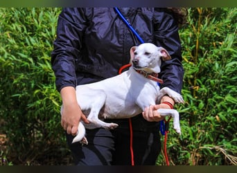 Crystal, Mix Pinscher / Chihuahua, lieb und verträglich