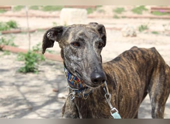 CORA-zarte Galgo-Seele auf der Suche nach einem liebevollen Zuhause