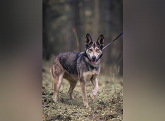 Dea, ca. 2 Jahre, 50 cm, wünscht sich ein aktives Hundeleben