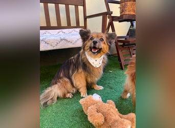 Buddy SR - sanfter Senior sucht liebevolles Gnadenplätzchen