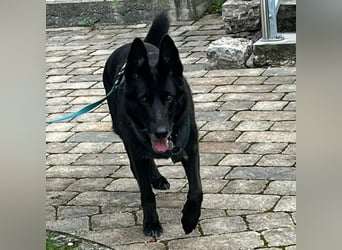 Kira - liebevolle, treue Traumhündin sucht  ebenso liebevolle aktive Menschen