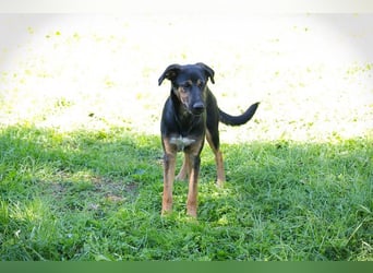DARCY - der aktive und neugierige junge Rüde möchte die Welt mit DIR erkunden