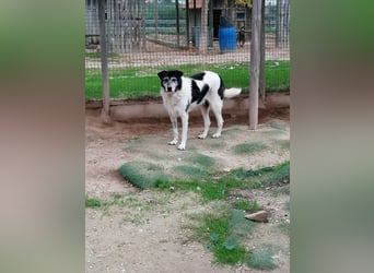 Oriol, Mix Schnauzer / Podengo, lieb und verträglich