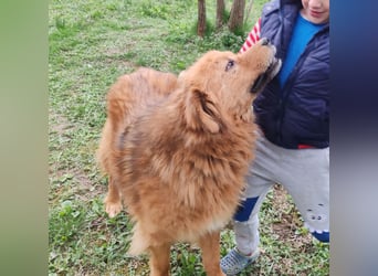 Goldi Mix *OTTO* - ist ein fantastischer Bub