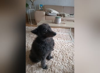 Teddy sucht ihr Happy End (56357 Pohl)