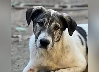 Shorty - anfangs schüchterner, lieber und verschmuster Rüde / zur Zeit noch in Rumänien