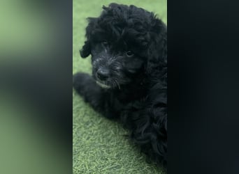 Labradoodle