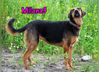Milana3 geb. 01/2022 - menschenbezogene, freundliche und sanfte Schönheit!