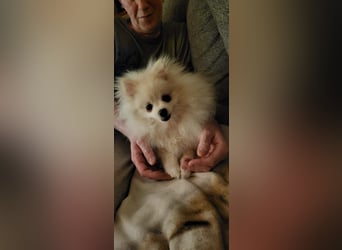 Reinrassiger Pomeranian Zwergspitze Welpe