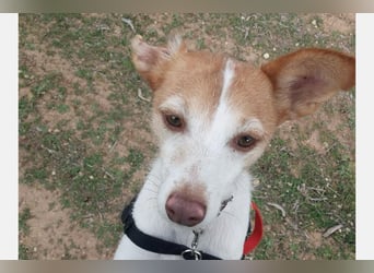 Bella (CO) sucht seine aktive Familie mit viel Humor
