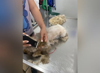 Winnie – kleiner Herzbube der seine Menschen sucht