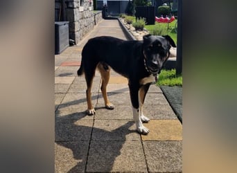 Jerry ist mein Name – und warte in PLZ 69509 auf Besuch von DIR