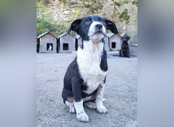 Wunderbare ♥♥ Wilma ♥♥ wartet bereits in 04157 Leipzig auf ihre Für-Immer-Menschen