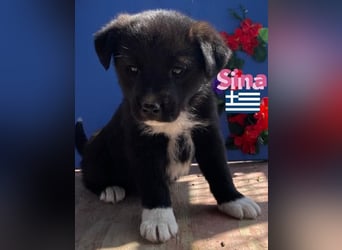 Sina,geb02/25,kleine Schmusemaus sucht Kuschelkörbchen