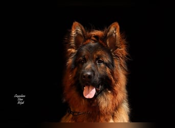 Deutscher Schäferhund