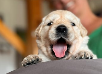 Golden Retriever Welpen