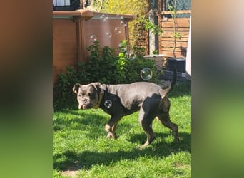 BAILEY  (Pflegestelle in 9400 Rohrschach)